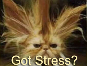 Ar.stressed-cat